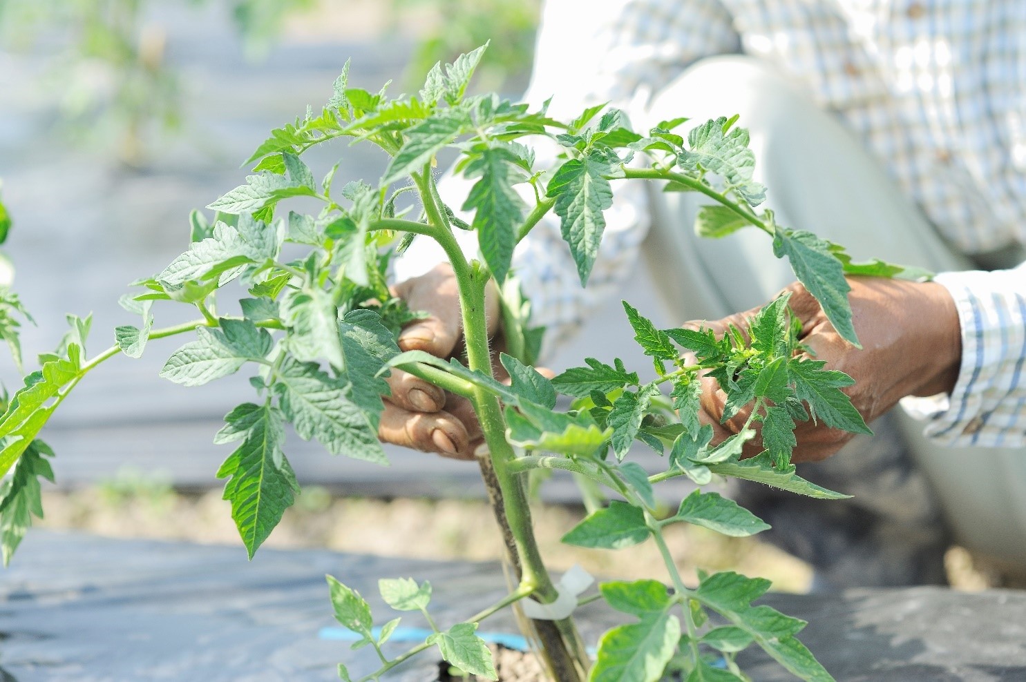 tomato plant hand-msi